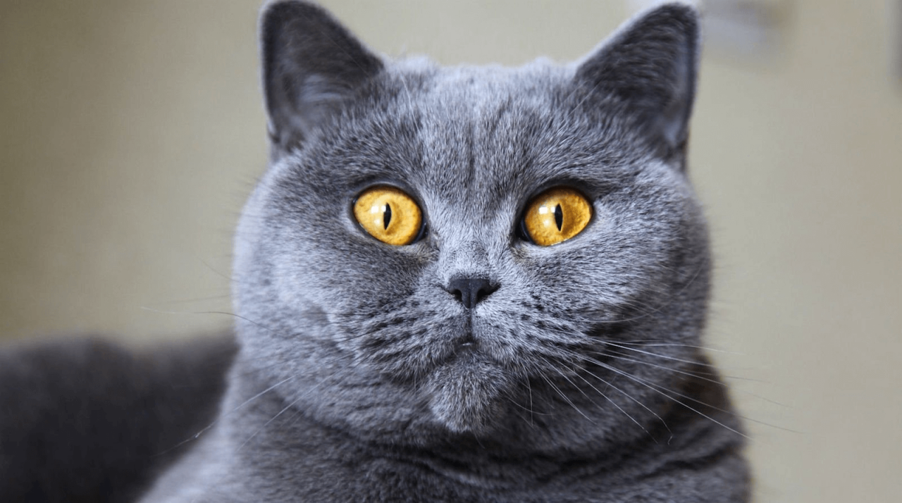 kedi bakımı