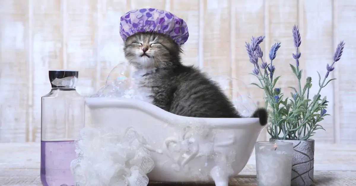 20 Lt Kedi kumu