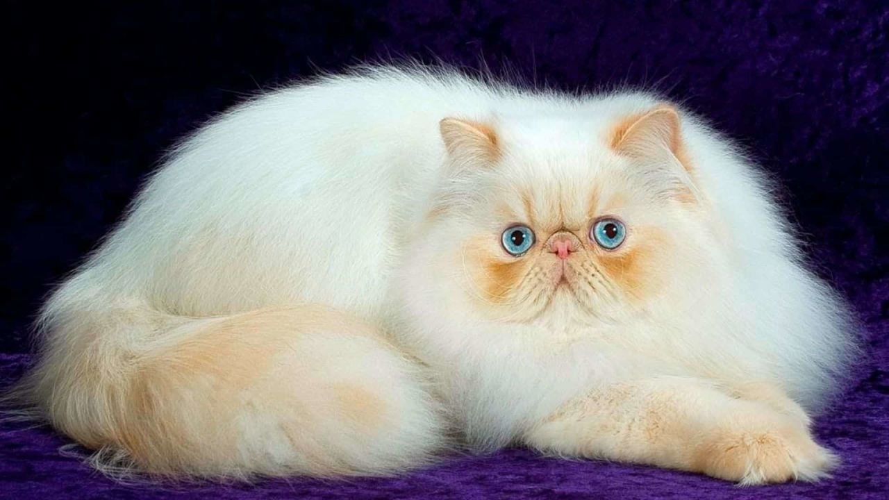 Nasıl Kedi Kumu Kullanılmalı